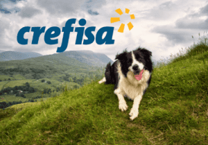 Solicitar Empréstimo Pessoal Crefisa: saiba como!