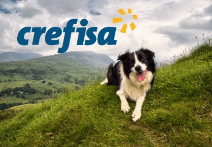 Cão feliz nas montanhas e logomarca da Crefisa.