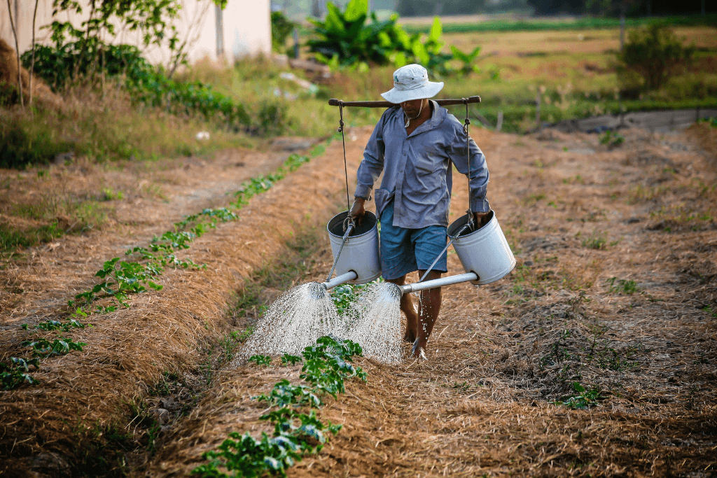 Trabalhador brasileiro regando uma plantação.